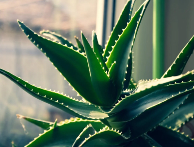 aloevera-powder-image